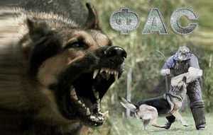 Как учить собак командам Команда фас для собаки