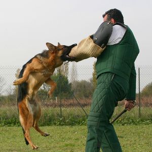 Основные команды для собак Команда фас для собаки