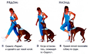 Команда собаке