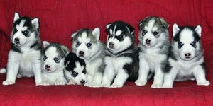 Рацион от одного месяца до полугода Чем кормить хаски от одного месяца до полугода