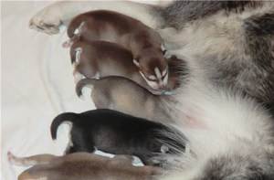 Рацион в первый месяц жизни щенков хаски Чем кормить щенков хаски