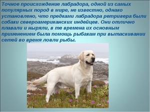 Как кормить щенков лабрадоров