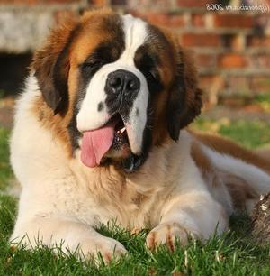 Отзывы владельцев о сенбернарах Как кормить сенбернара