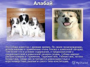 Как кормить собак алабаев