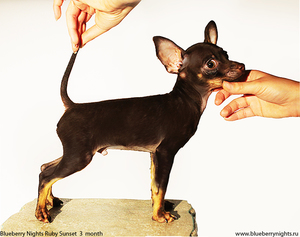 Характер породы собак Как кормить той терьеров в домашних условиях