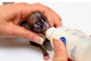 Воспитание и кормление щенков Кормление щенков таксы