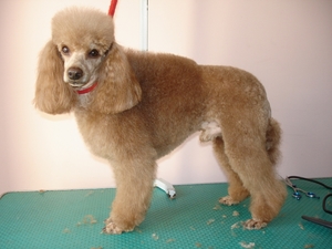 Королевский пудель - поводырь для детей инвалидов Королевский пудель - поводырь для детей инвалидов по зрению