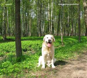 Лабрадоры - лучшие поводыри Лабрадоры - лучшие поводыри для ивалидов