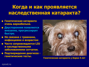 Причины патологии у собак Лечение катаракты у собак