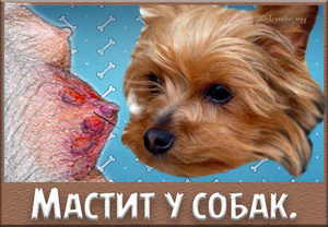 Лечение собаки при мастите