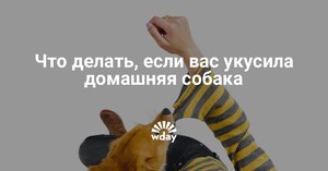 Как лечить укус собаки