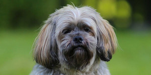 Лхаса апсо на прогулке Лхаса апсо - голова крупным планом