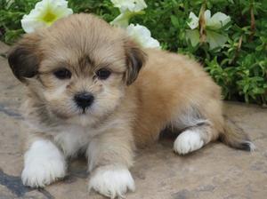 Лхаса апсо - маленький щенок Лхаса апсо - собака неприхотливая