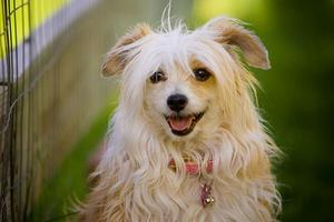 Описание породы собак Лысые собаки