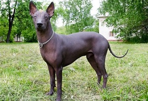 Мексиканская голая собака. Ксолоитцкуинтли (Ксоло). 