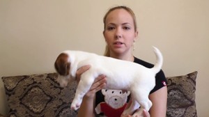 Метод перевода с собачьго языка Цезаря Миланно