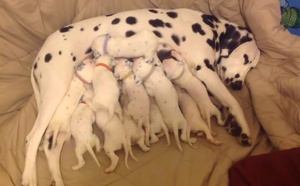 Причины, симптомы и методы лечения послеродовой эклампсии Методы лечения послеродовой эклампсии