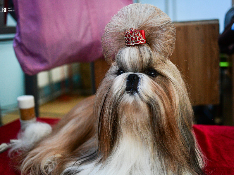 Ухода за шерстью собаки Ши тцу Миниатюрные породы собак