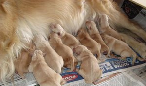 Эклампсия, она же молочная лихорадка Молочная лихорадка