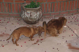 Причина поедания фекалий нарушения в ЖКТ Нарушения в ЖКТ у собак