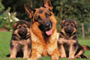 Как назвать мальчика щенка немецкой овчарки сталкиваются многие владельцы Как назвать мальчика щенка немецкой овчарки