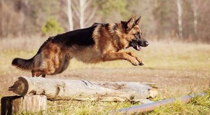 Немецкие овчарки-девочки по своим боевым качествам порой не уступают мальчикам Немецкие овчарки-девочки