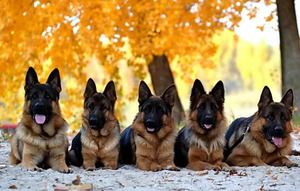 Многие собаководы считают, что нельзя давать животным человеческие имена Немецкие овчарки