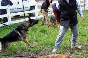 Обучение собак командам Как обучить собаку команде фас