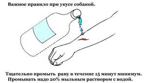 Чем опасен укус собаки