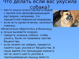Опасности укуса собаки