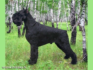 Порода собак ризеншнауцер Описание породы ризеншнауцер