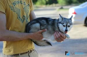 Описание породы собак