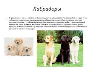 Описание внешности лабрадора