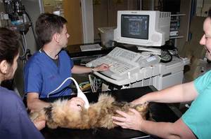 Осмотр питомца на аппарате УЗИ Осмотр питомца на аппарате