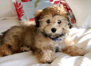 Причины аллергии Особенности гипоаллергеных породы собак