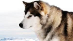 Собака в фильме белый плен Отзывы о фильме