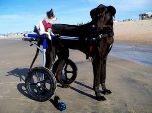 Парез задних конечностей у собак Парез конечностей у собак