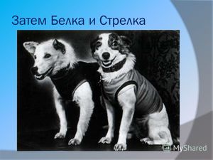 История полета собак Белки и Стрелки Первые собаки, полетевшие в космос