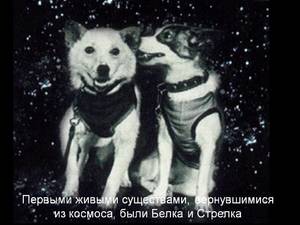 Как летали в космос собаки Белка и Стрелка Первые животные, вернувшиеся из космоса