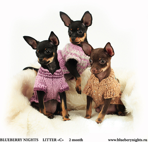 Как кормить той терьеров Как питается той терьер