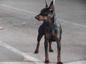 Правила ухода за карликовым пинчером Питание карликового пинчера