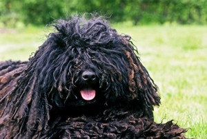 Чем кормить собаку пули Питание собаки