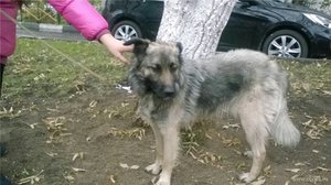 Достоинства дворовой собаки Плюсы дворняжек