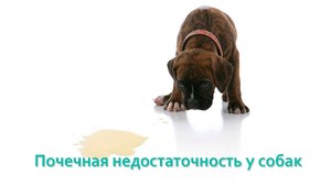 Почечная недостаточность у собак. Ветеринарная клиника Био-Вет. Почечная недостаточность у собак. Ветеринарная клиника