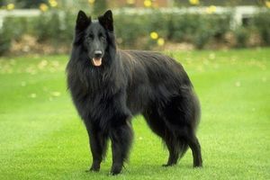 Бельгийские овчарки первоклассные охранники скота Порода Бельгийская овчарка