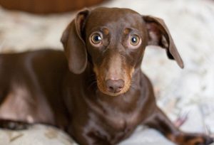 Короткошерстная такса: история породы Порода собак короткошерстная такса