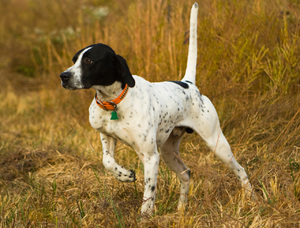 Пойнтеры — распространенная охотничья порода Порода собак пойнтер