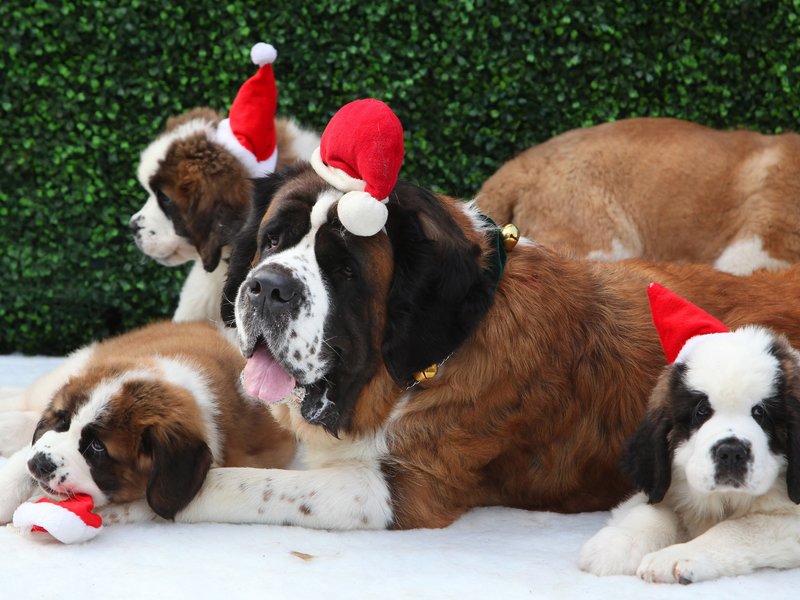 Нрав собаки сенбернар Порода собак сенбернар