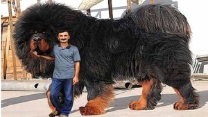 Ирландские волкодавы самые крупные собаки Породы самых крупных собак
