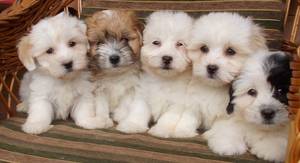 Гипоаллергенные породы собак Породы собак